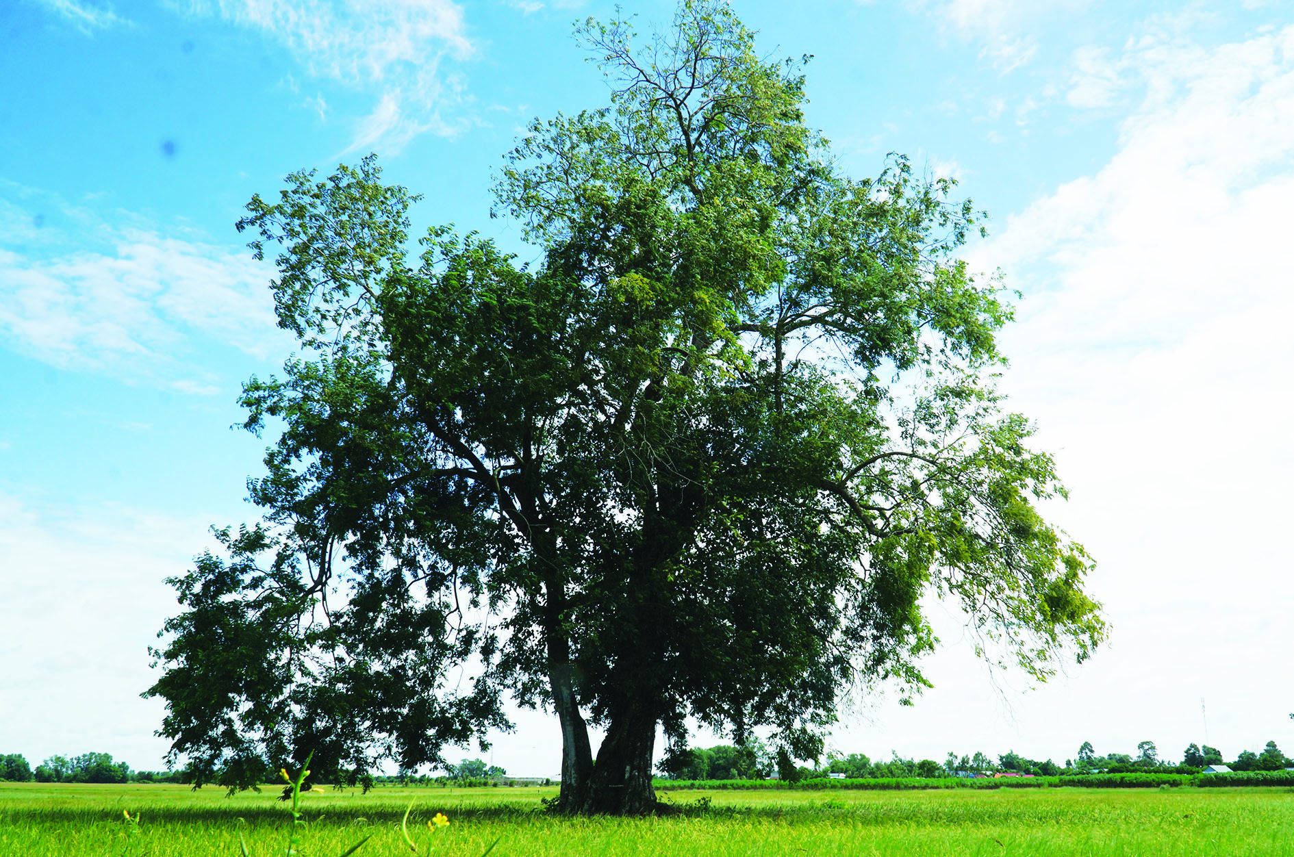 Giữa cánh đồng ở Tây Ninh mọc cây cổ thụ đẹp, y như "cây cô đơn", thân mọc thứ nấm lạ to như bàn tay- Ảnh 2.