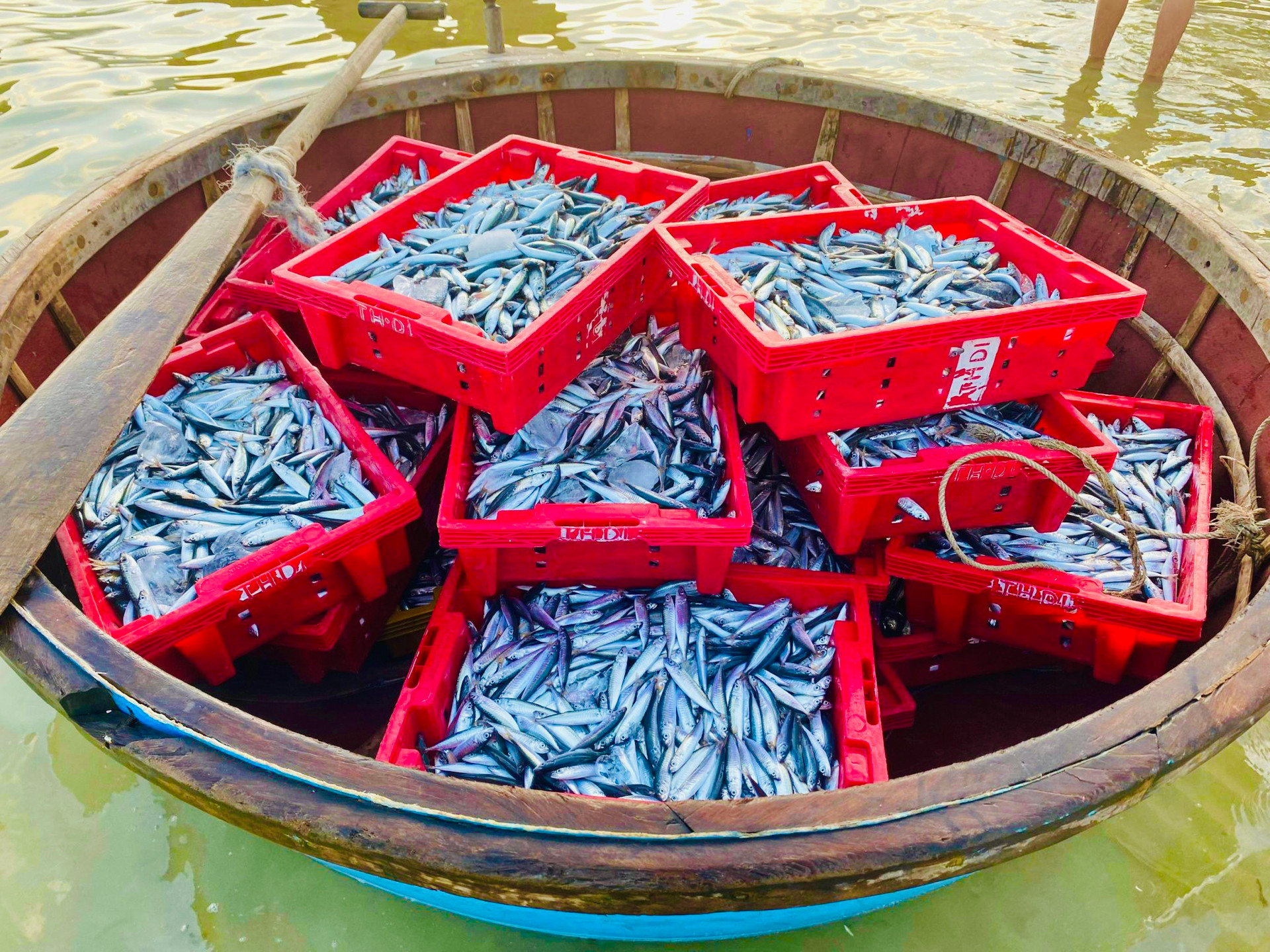 Ở Quảng Ngãi có cái chợ làng biển, hễ mặt trời ló rạng là tấp nập mua bán, cá cơm chất tươi đầy thuyền thúng- Ảnh 5.