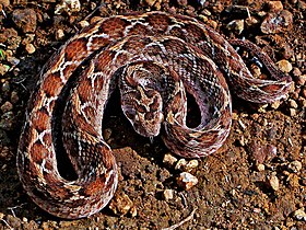 6 loài rắn độc nhất thế giới, loại thứ 2 Việt nam có rất nhiều- Ảnh 3.