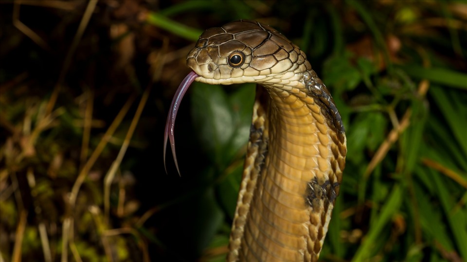 6 loài rắn độc nhất thế giới, loại thứ 2 Việt nam có rất nhiều- Ảnh 2.