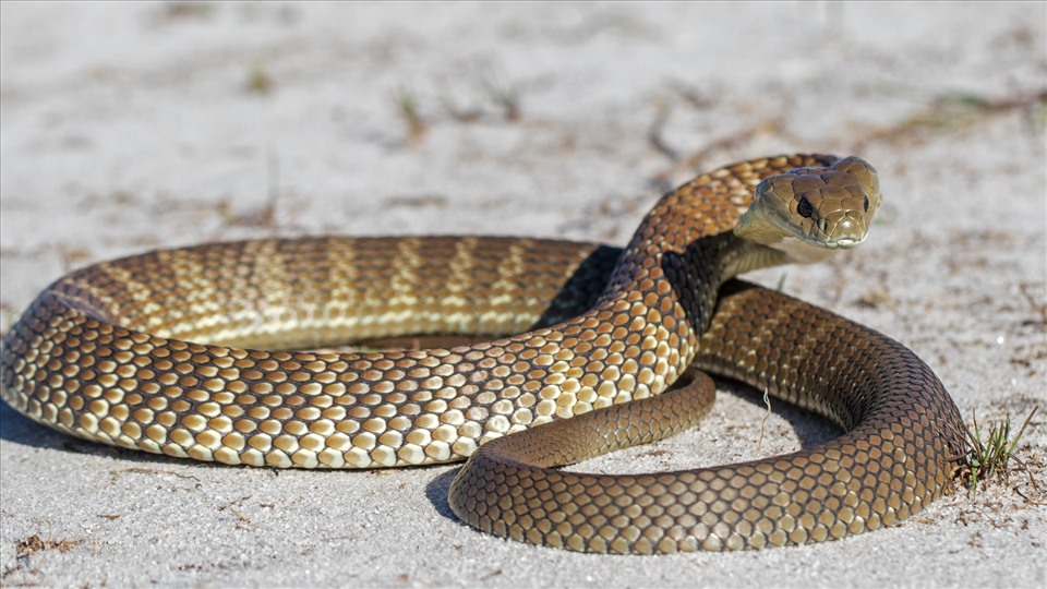 6 loài rắn độc nhất thế giới, loại thứ 2 Việt nam có rất nhiều- Ảnh 6.