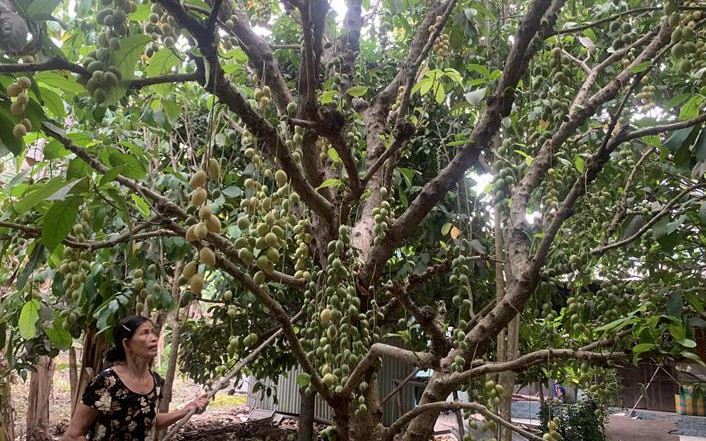 Đây là loại cây ra trái cản chả kịp ở Đồng Nai, nhà nào bán trúng coi như tự trả lương cao