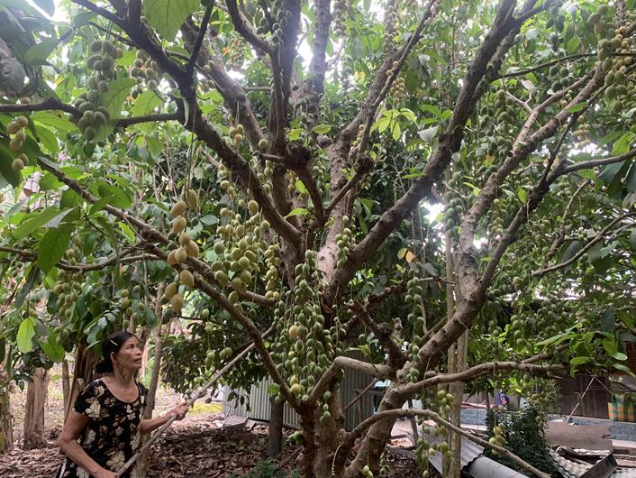 Đây là loại cây ra trái cản chả kịp ở Đồng Nai, nhà nào bán trúng coi như tự trả lương cao- Ảnh 1.