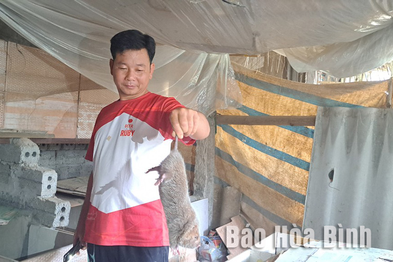 Một ông nông dân Hòa Bình giàu lên nhờ nuôi "chuột rừng", bán làm đặc sản 600.000 đồng/kg- Ảnh 2.