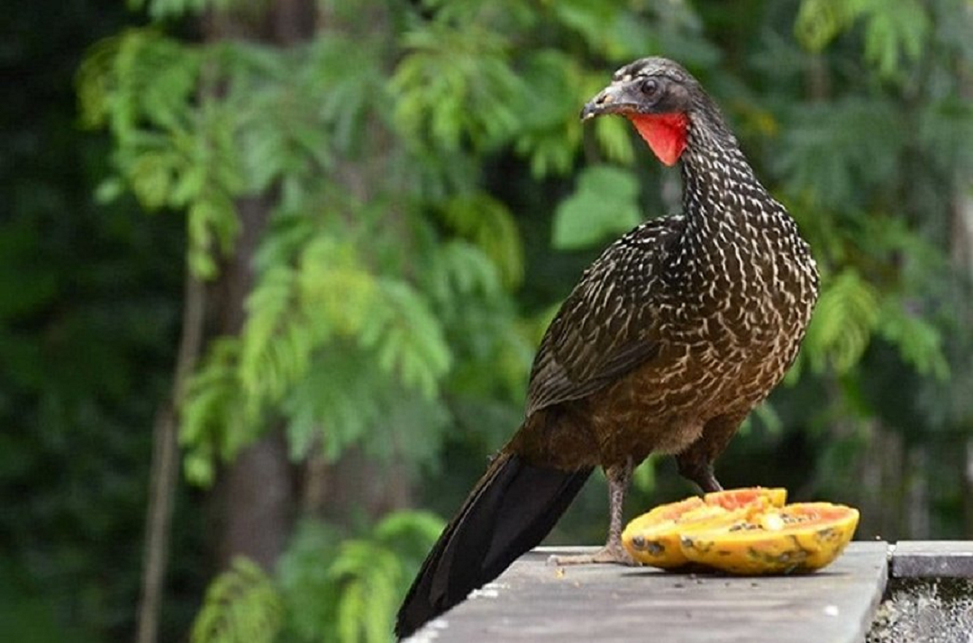 Loài chim lạ thải ra đặc sản có “1-0-2”, không ngờ giá tới 40 triệu- Ảnh 2.