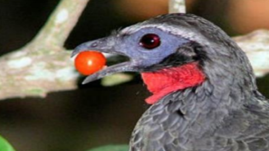 Loài chim lạ thải ra đặc sản có “1-0-2”, không ngờ giá tới 40 triệu- Ảnh 1.