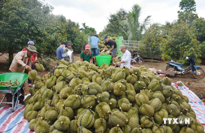 Diện tích sầu riêng lớn nhất, sản lượng đứng thứ 2, tại sao trồng sầu riêng ở Đắk Lắk cần tránh "tham bát bỏ mâm"?- Ảnh 1.