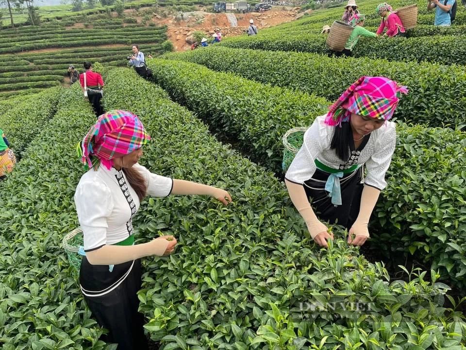 Lễ hội trà lần đầu tổ chức ở Lai Châu, đặc sắc màn hái chè, sao chè và thưởng trà- Ảnh 1.