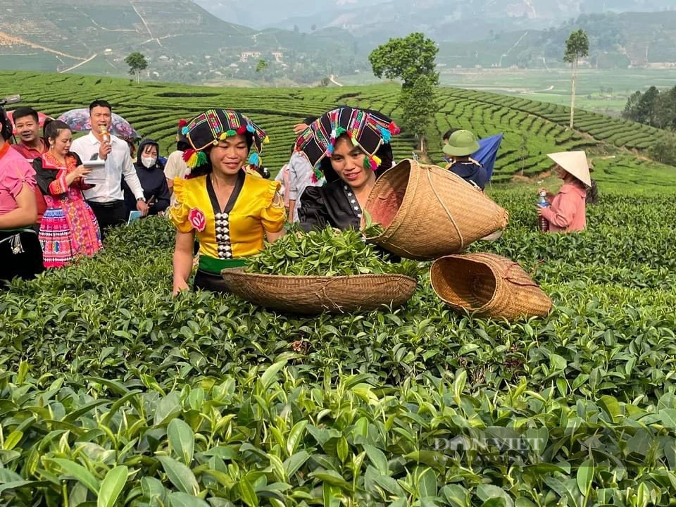 Lễ hội trà lần đầu tổ chức ở Lai Châu, đặc sắc màn hái chè, sao chè và thưởng trà- Ảnh 3.