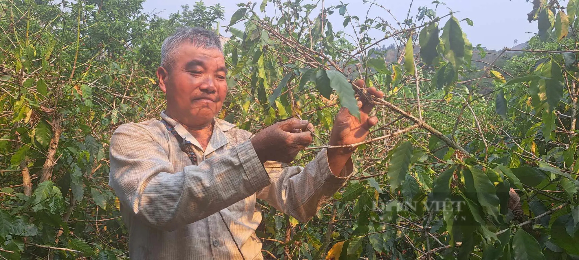 Nơi này ở Sơn La vườn cà phê hễ ra hoa là khô héo giòn, lâu lắm chưa thấy trận mưa nào "cho ra hồn"- Ảnh 2.