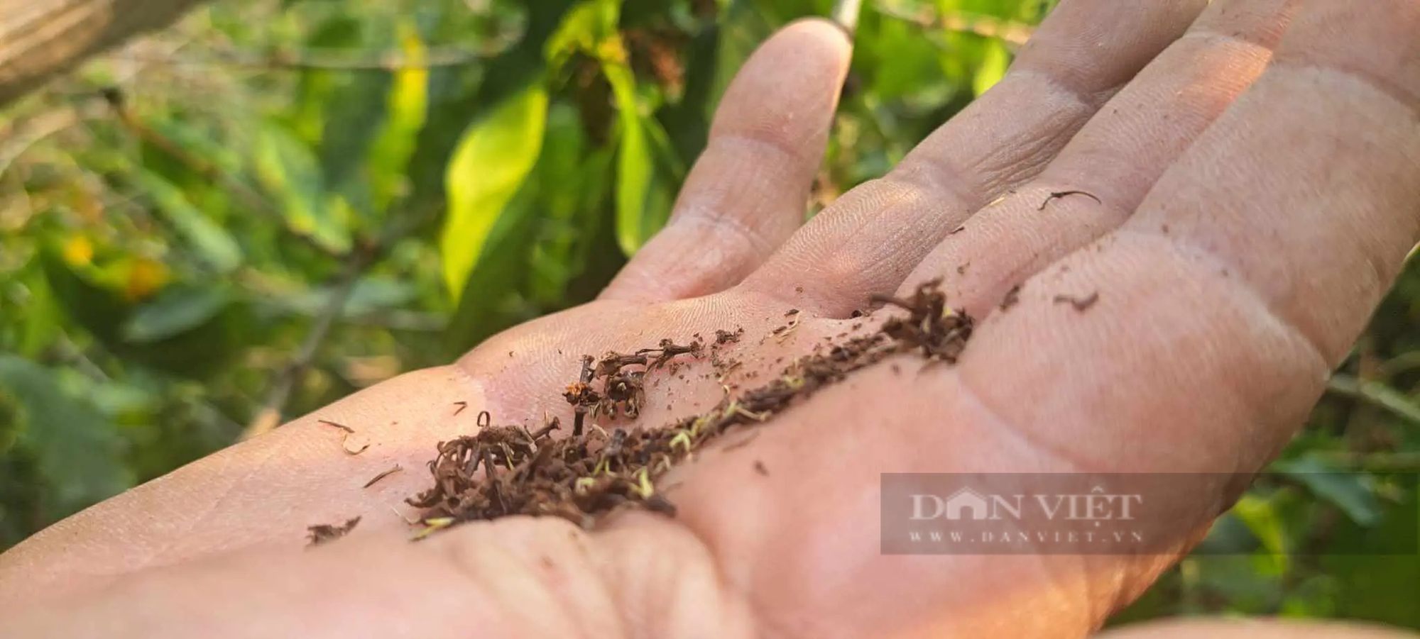 Nơi này ở Sơn La vườn cà phê hễ ra hoa là khô héo giòn, lâu lắm chưa thấy trận mưa nào "cho ra hồn"- Ảnh 3.