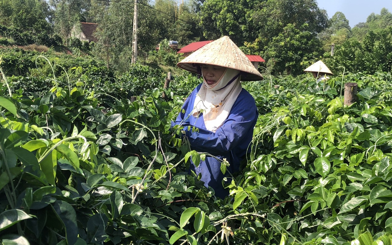 Một ngọn núi ở Bắc Giang, dân trồng loài cây quý, nếm tí củ khỏe cả người, hễ hoa phơi khô bán 600.000 đồng/kg