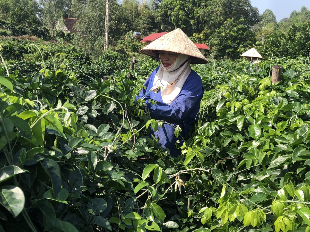 Một ngọn núi ở Bắc Giang, dân trồng loài cây quý, nếm tí củ khỏe cả người, hễ hoa phơi khô bán 600.000 đồng/kg- Ảnh 1.