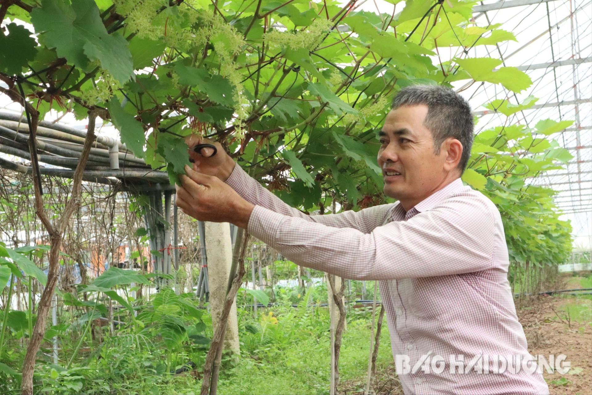 100 hộ dân một xã của Hải Dương làm cánh đồng trải nghiệm, trồng đủ thứ cây trái rồi mời khách về check in- Ảnh 2.