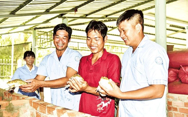 Dân nuôi con ham nước nhảy dày đặc ở bể xi măng, một người Kiên Giang làm cách này hóa ra bán nhanh