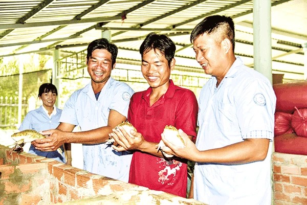 Dân nuôi con ham nước nhảy dày đặc ở bể xi măng, một người Kiên Giang làm cách này hóa ra bán nhanh- Ảnh 2.