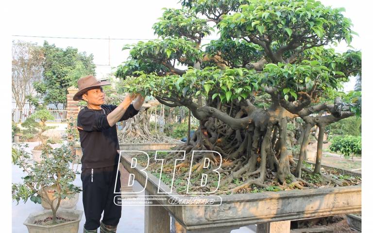 Trồng cây cảnh đang hot, ông nông dân Thái Bình tự trả lương 300 triệu/năm, có cây bán giá hàng trăm triệu