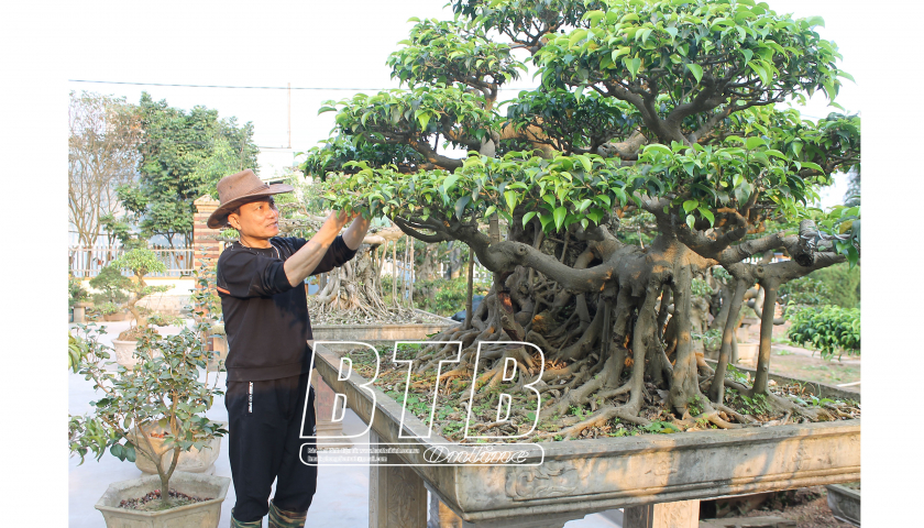 Trồng cây cảnh đang hot, ông nông dân Thái Bình tự trả lương 300 triệu/năm, có cây bán giá hàng trăm triệu- Ảnh 2.