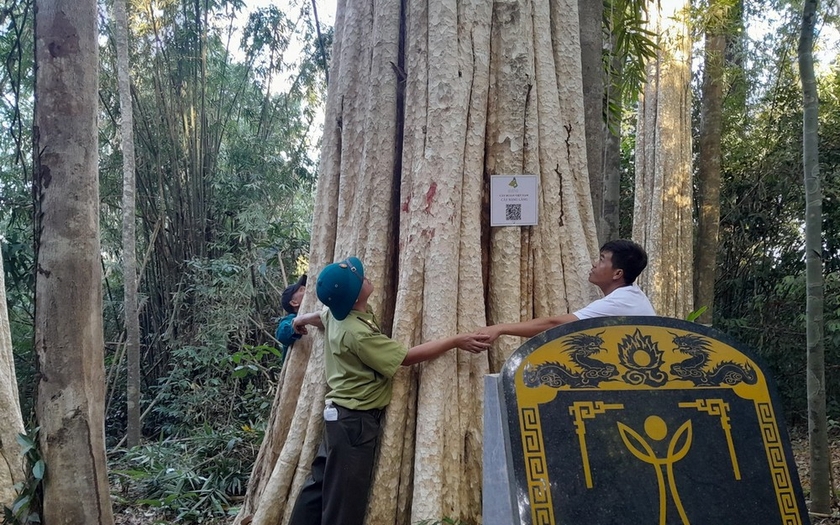 Chỉ một khu rừng nổi tiếng Bình Phước có 39 cây cổ thụ được công nhận Cây Di sản Việt Nam, đó là rừng nào?
