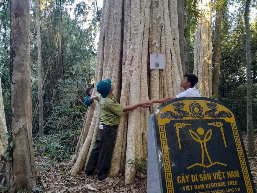 Chỉ một khu rừng nổi tiếng Bình Phước có 39 cây cổ thụ được công nhận Cây Di sản Việt Nam, đó là rừng nào?- Ảnh 2.