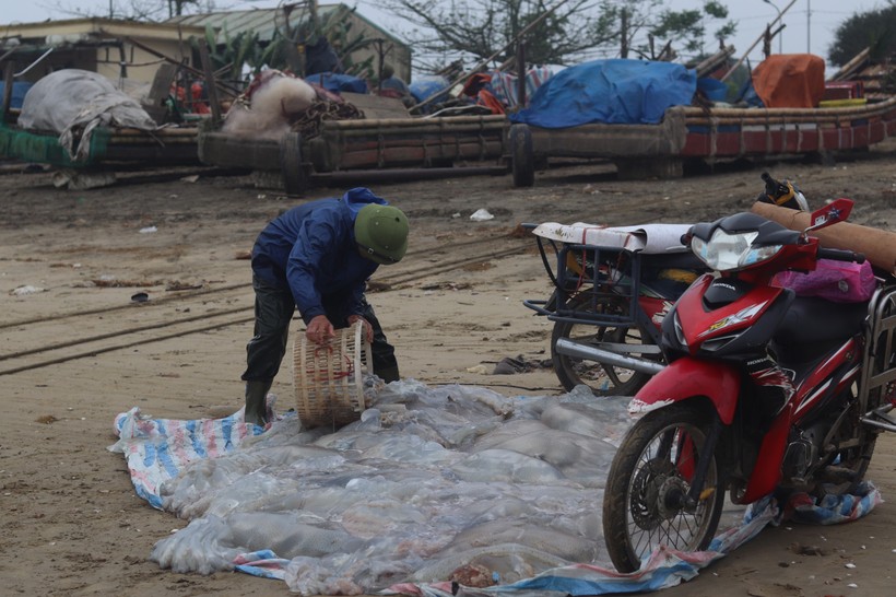 Ngư dân Thanh Hoá kiếm 3- 10 triệu đồng mỗi ngày nhờ "mỏ vàng trắng" từ biển, đó là gì?- Ảnh 4.