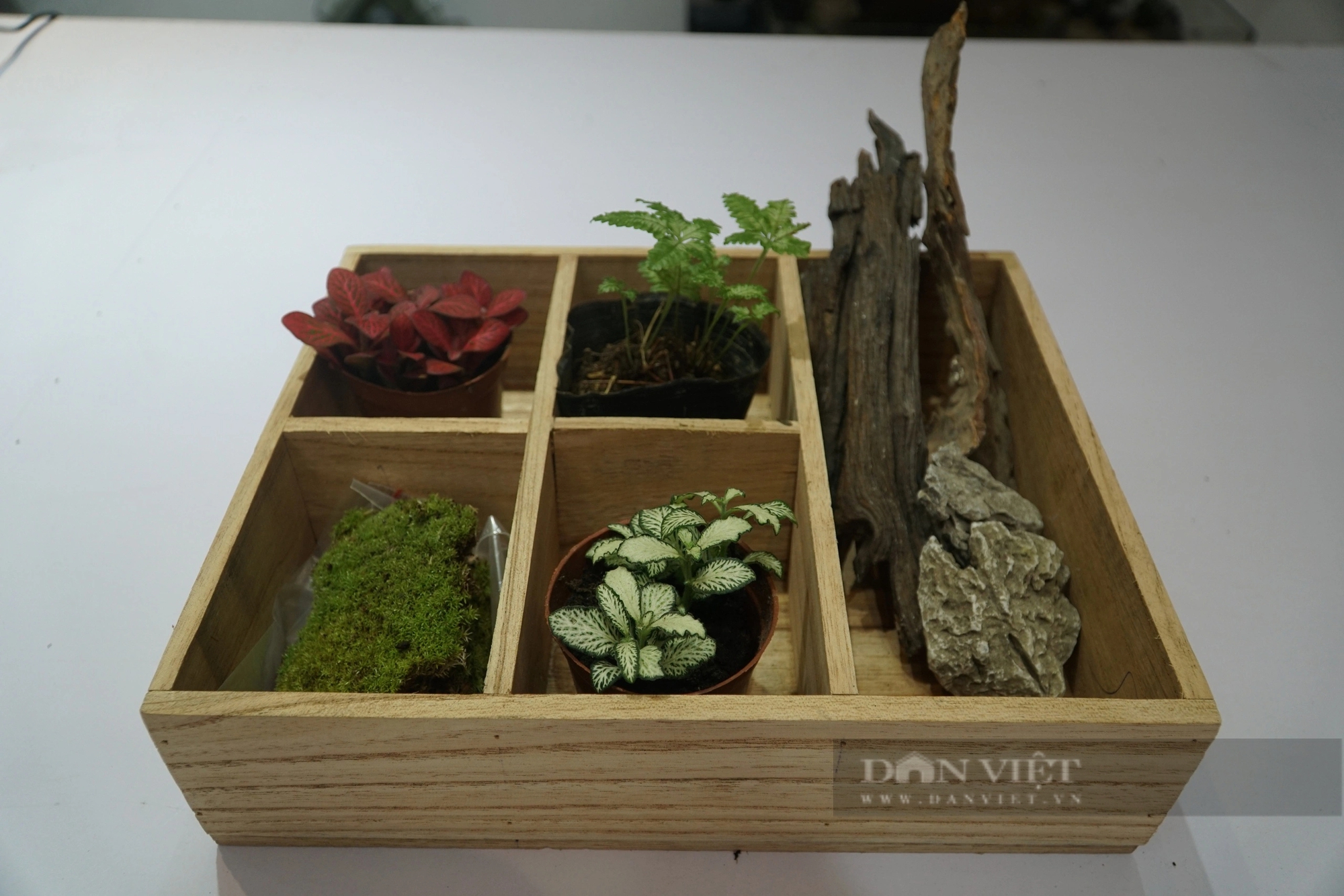 Nguyên liệu để làm ra sản phẩm Terrarium thường là các loại cây dễ sống như rêu, dương xỉ, được bày trí cùng với tiểu cảnh như đá, tượng Phật, sỏi và cát… Ảnh: Trung Hiếu