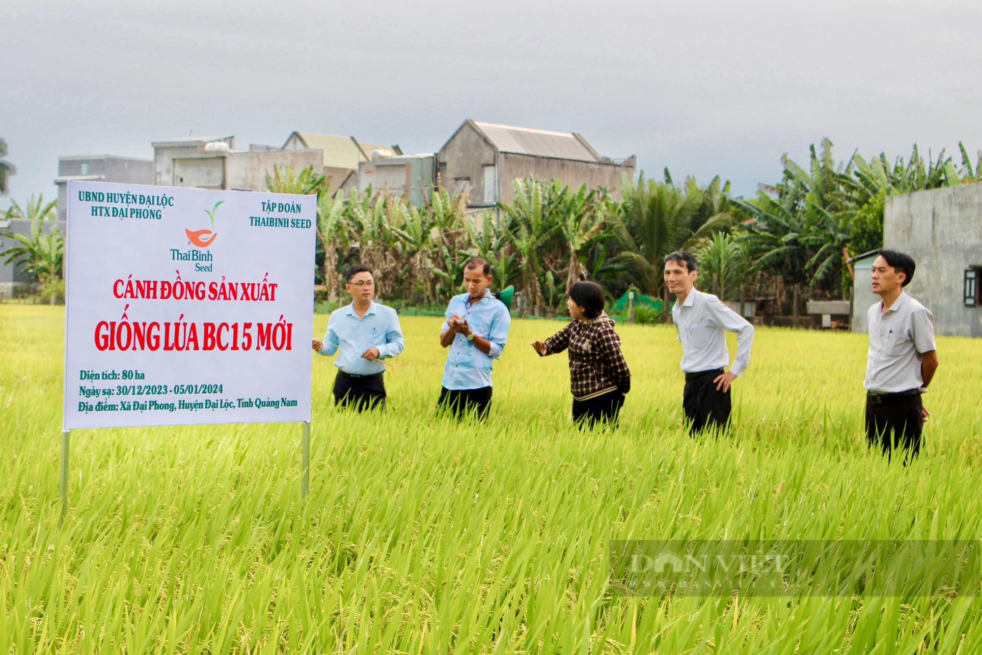Bộ giống sản phẩm bản quyền của ThaiBinh Seed “được lòng” nông dân Quảng Nam- Ảnh 2.