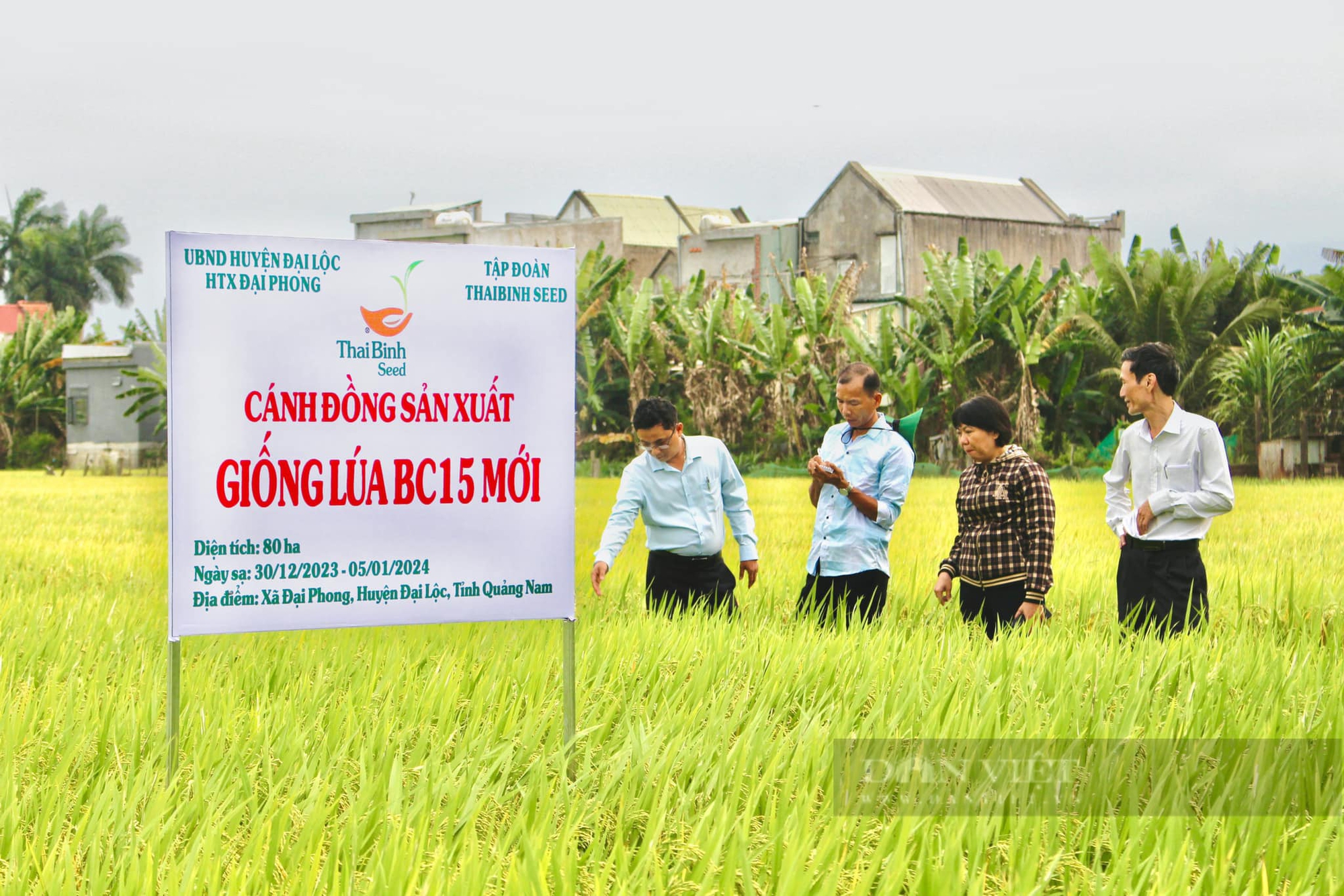 Bộ giống sản phẩm bản quyền của ThaiBinh Seed “được lòng” nông dân Quảng Nam- Ảnh 3.