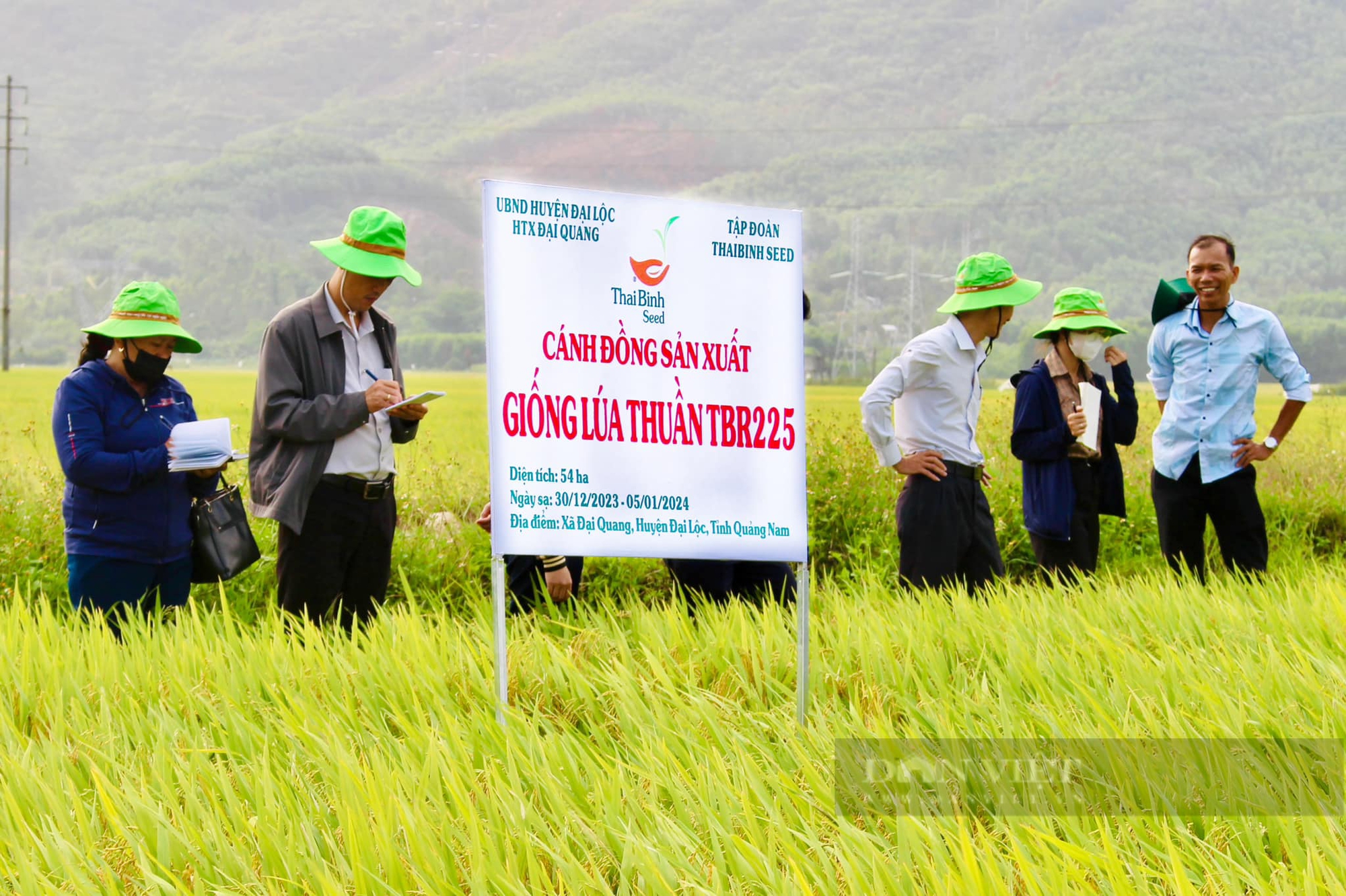 Bộ giống sản phẩm bản quyền của ThaiBinh Seed “được lòng” nông dân Quảng Nam- Ảnh 4.