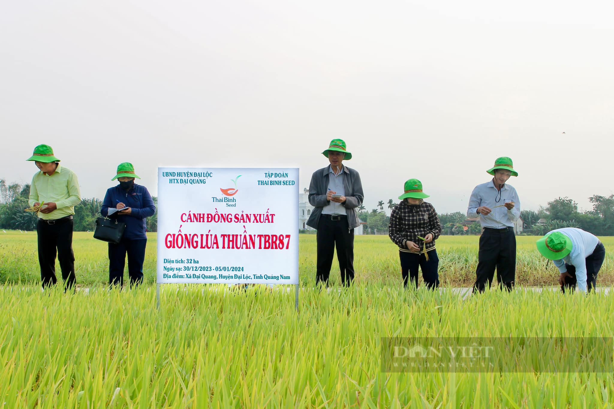 Bộ giống sản phẩm bản quyền của ThaiBinh Seed “được lòng” nông dân Quảng Nam- Ảnh 6.
