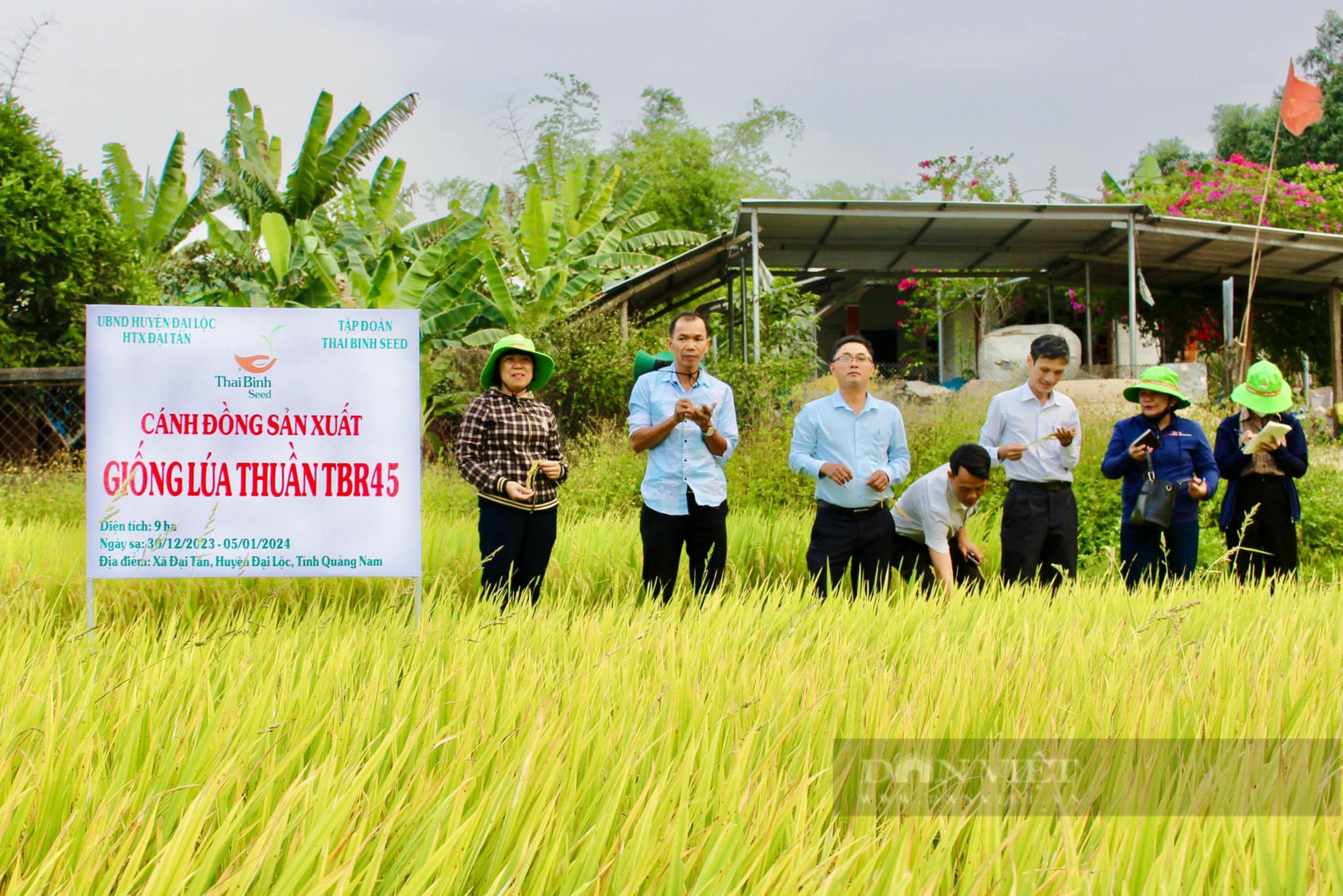 Bộ giống sản phẩm bản quyền của ThaiBinh Seed “được lòng” nông dân Quảng Nam- Ảnh 7.