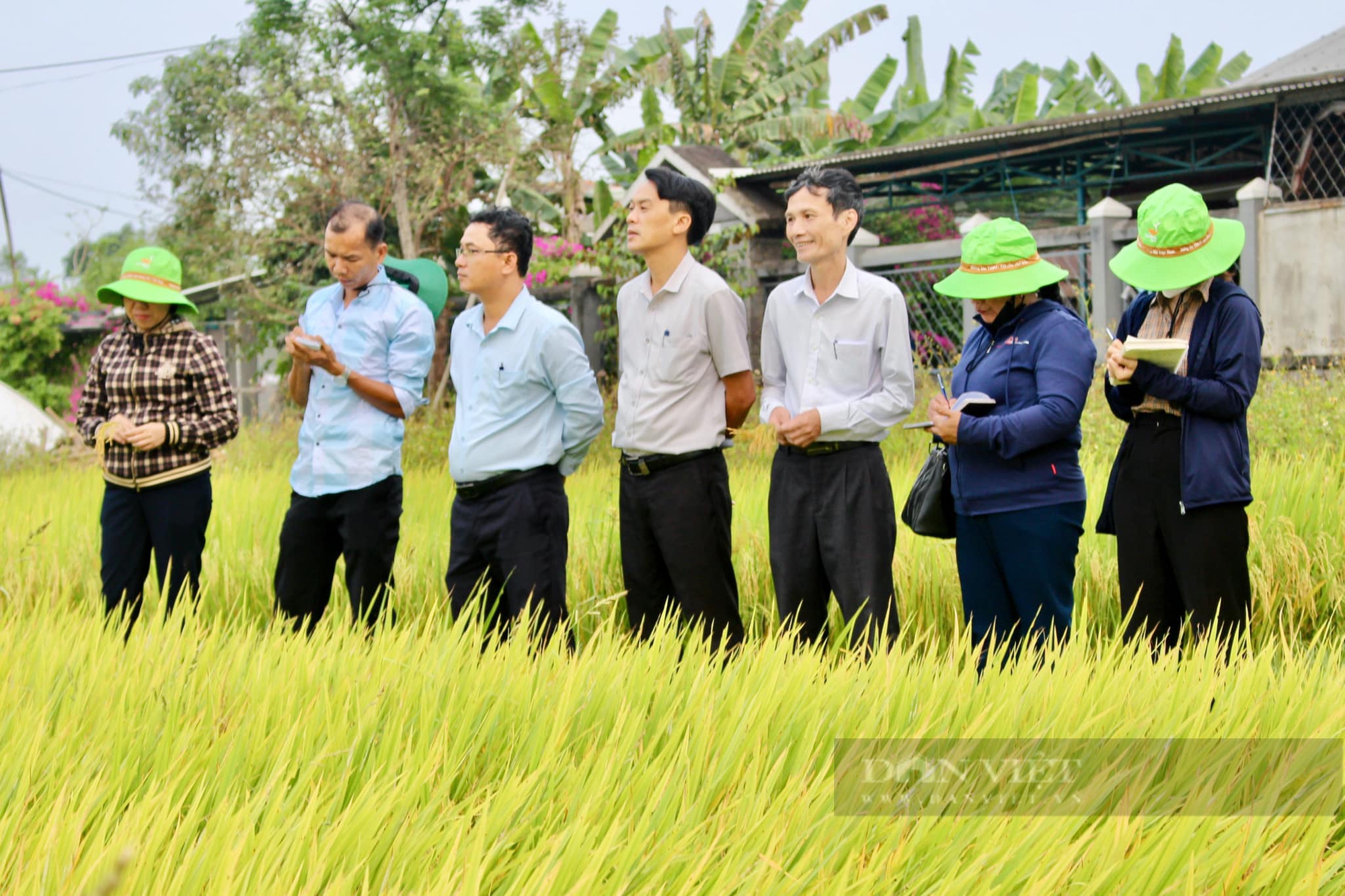 Bộ giống sản phẩm bản quyền của ThaiBinh Seed “được lòng” nông dân Quảng Nam- Ảnh 8.