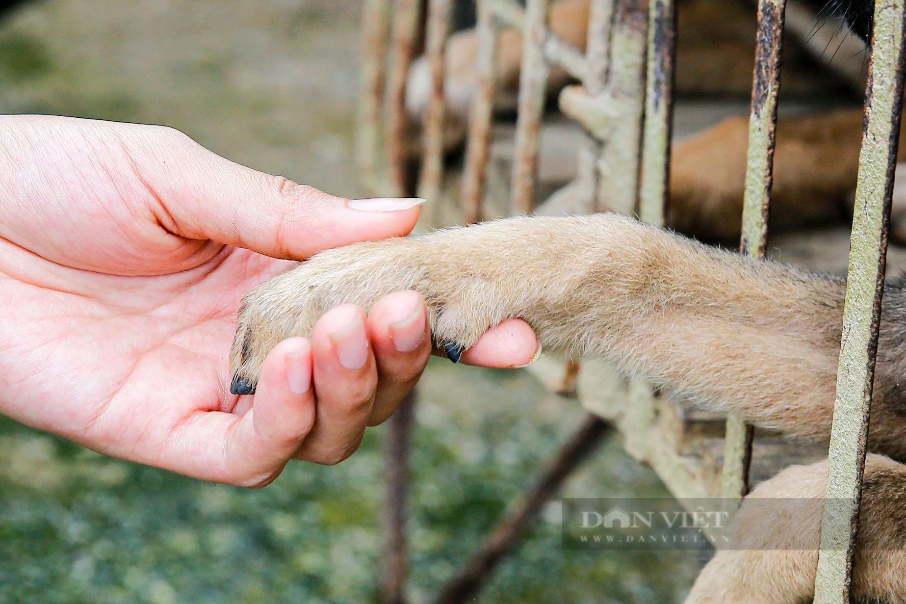 Hành trình giải cứu và đóng cửa những lò mổ chó, mèo đầu tiên tại Thái Nguyên- Ảnh 7.