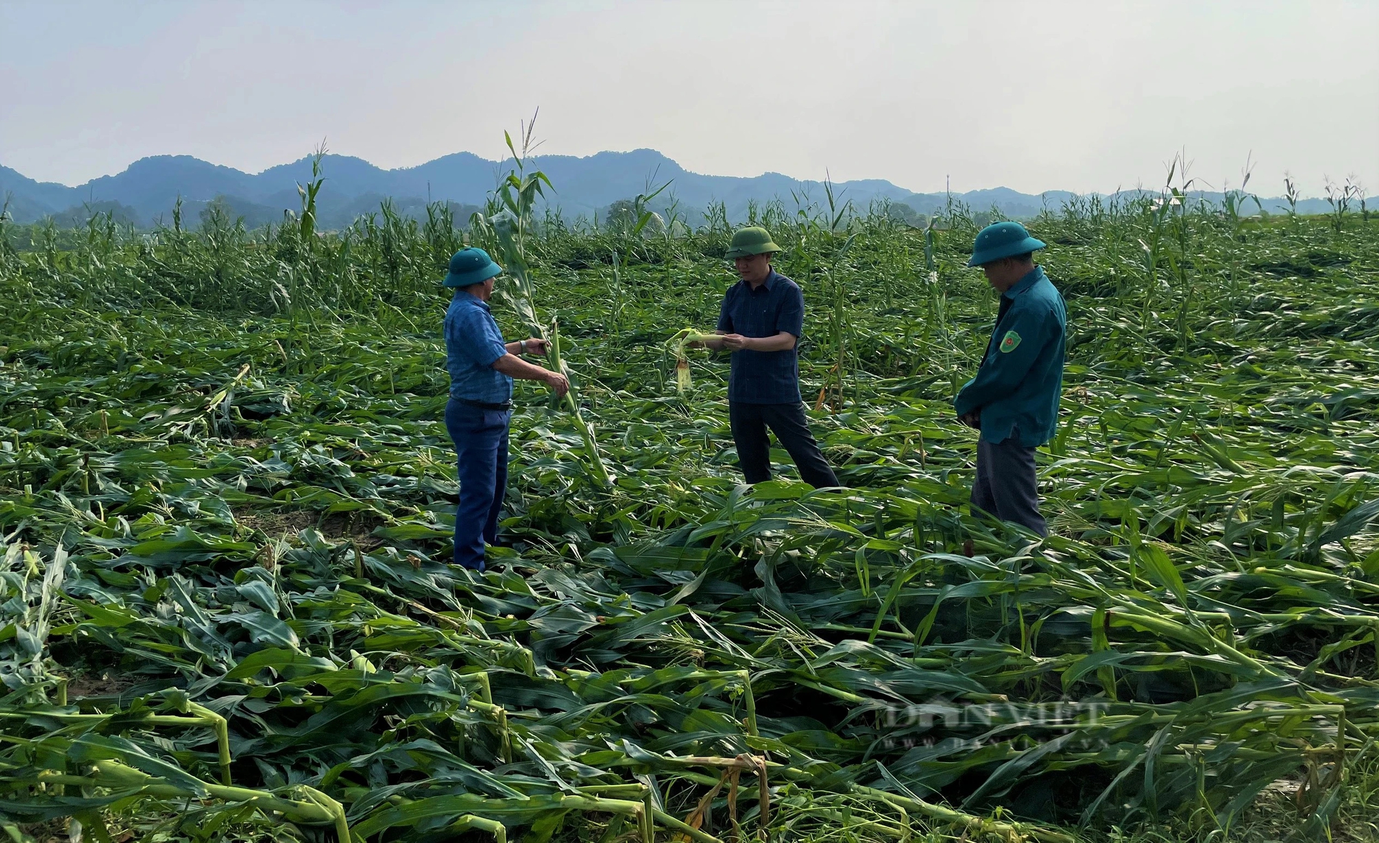 Xuất hiện trận lốc xoáy kinh hoàng, toàn bộ cánh đồng ngô hơn 170ha của một xã ở Nghệ An bị xóa sổ- Ảnh 1.