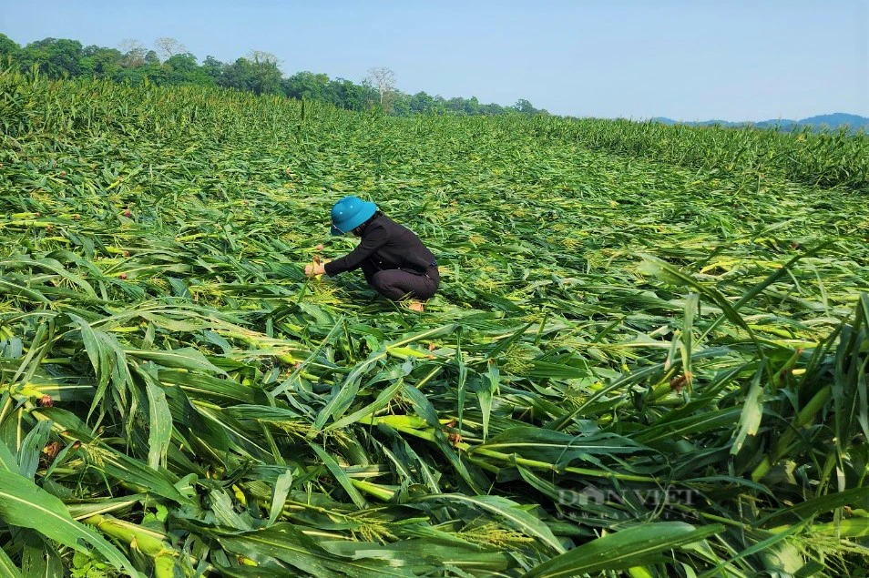 Xuất hiện trận lốc xoáy kinh hoàng, toàn bộ cánh đồng ngô hơn 170ha của một xã ở Nghệ An bị xóa sổ- Ảnh 2.