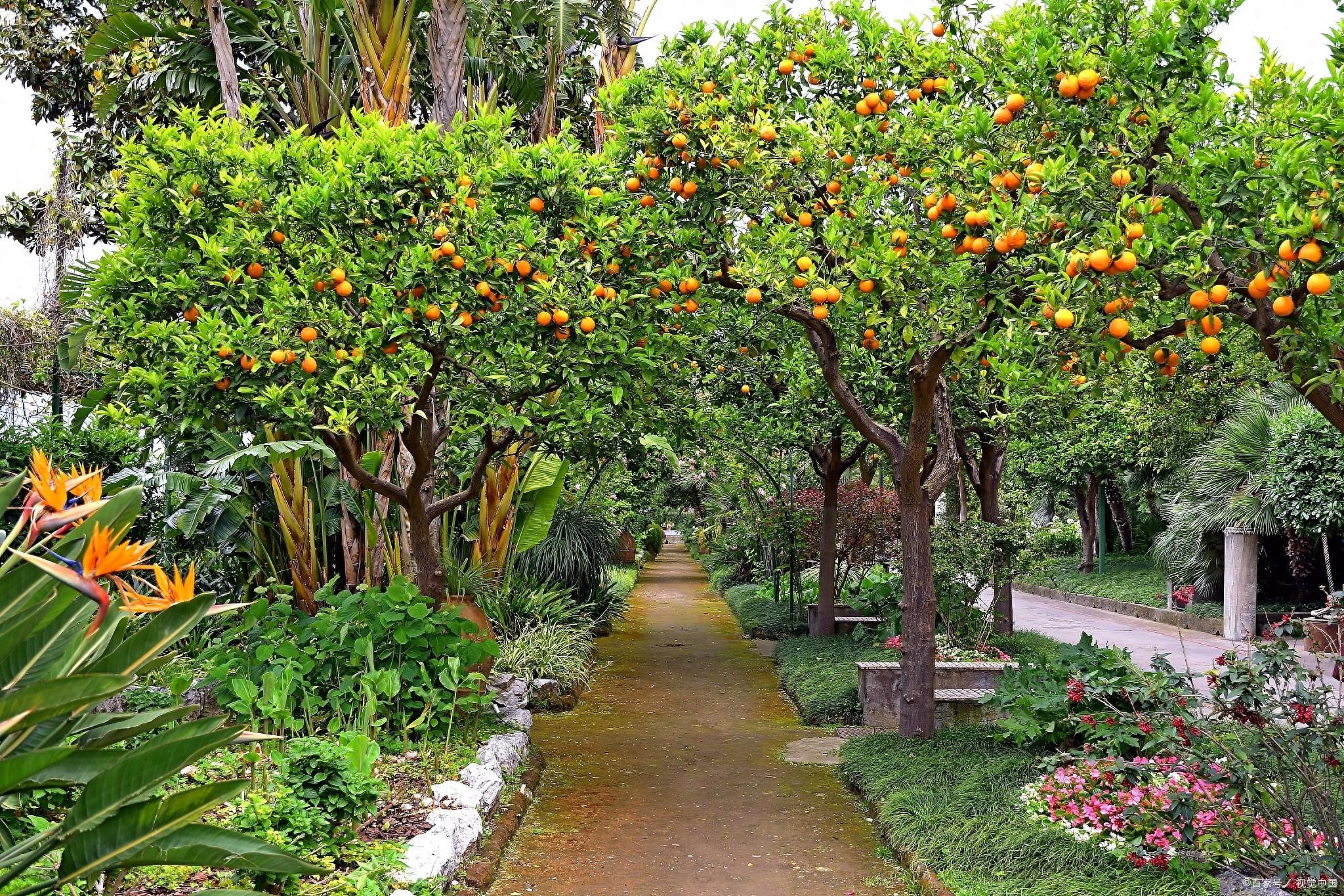 Nhà giàu thích trồng 5 cây cảnh phong thủy có hương hoa cực phẩm, giúp thu hút may mắn, tài lộc- Ảnh 6.