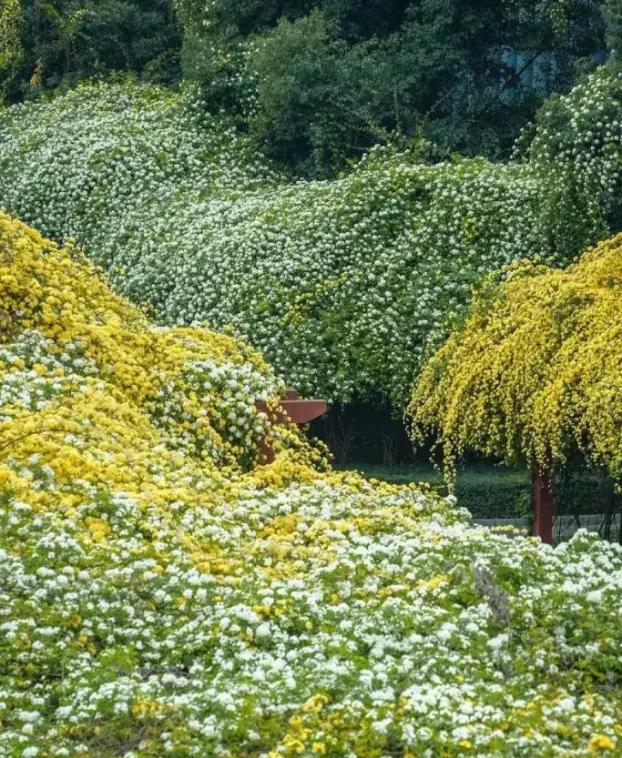 Nhà giàu thích trồng 5 cây cảnh phong thủy có hương hoa cực phẩm, giúp thu hút may mắn, tài lộc- Ảnh 11.