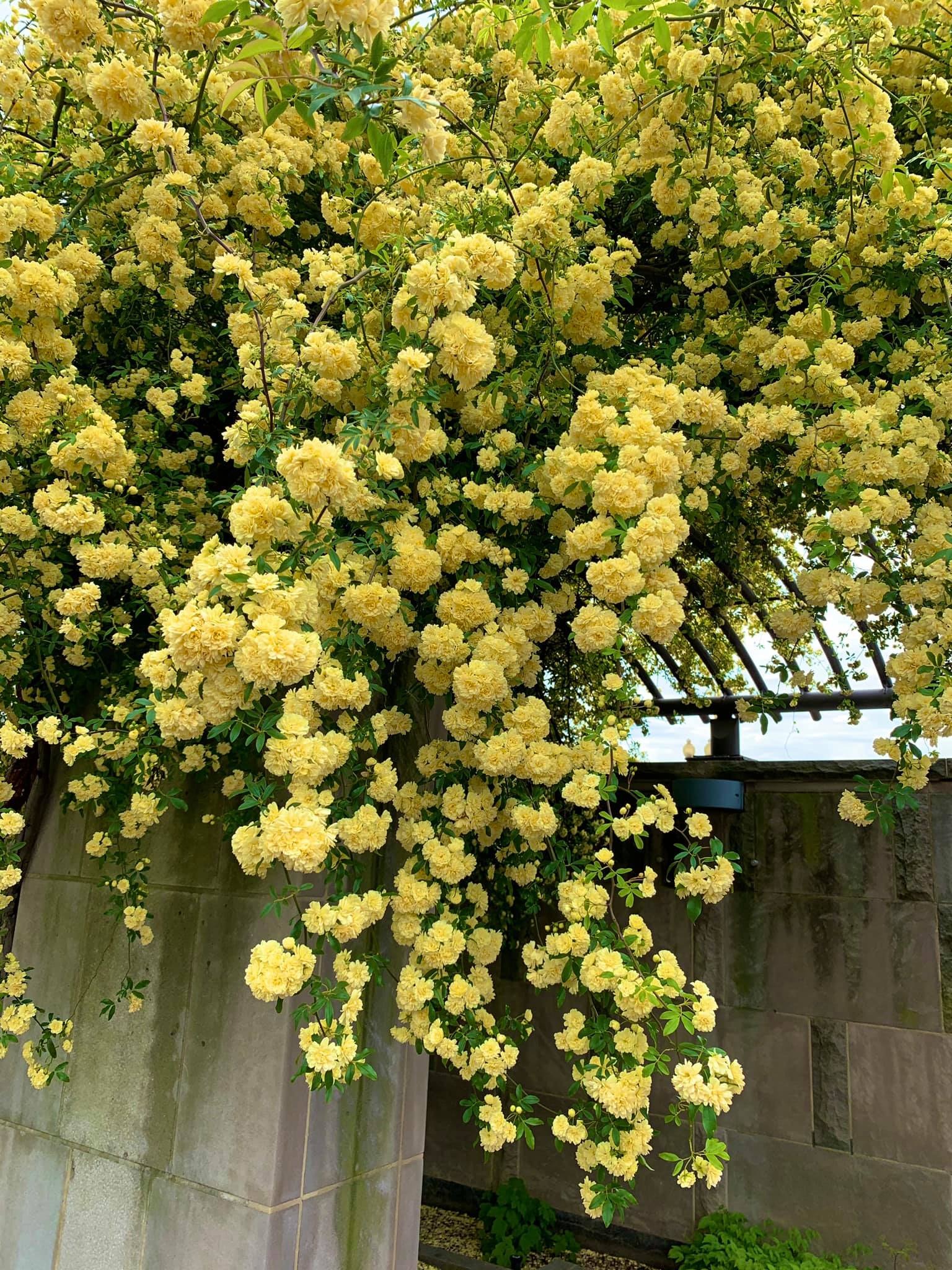 Nhà giàu thích trồng 5 cây cảnh phong thủy có hương hoa cực phẩm, giúp thu hút may mắn, tài lộc- Ảnh 10.