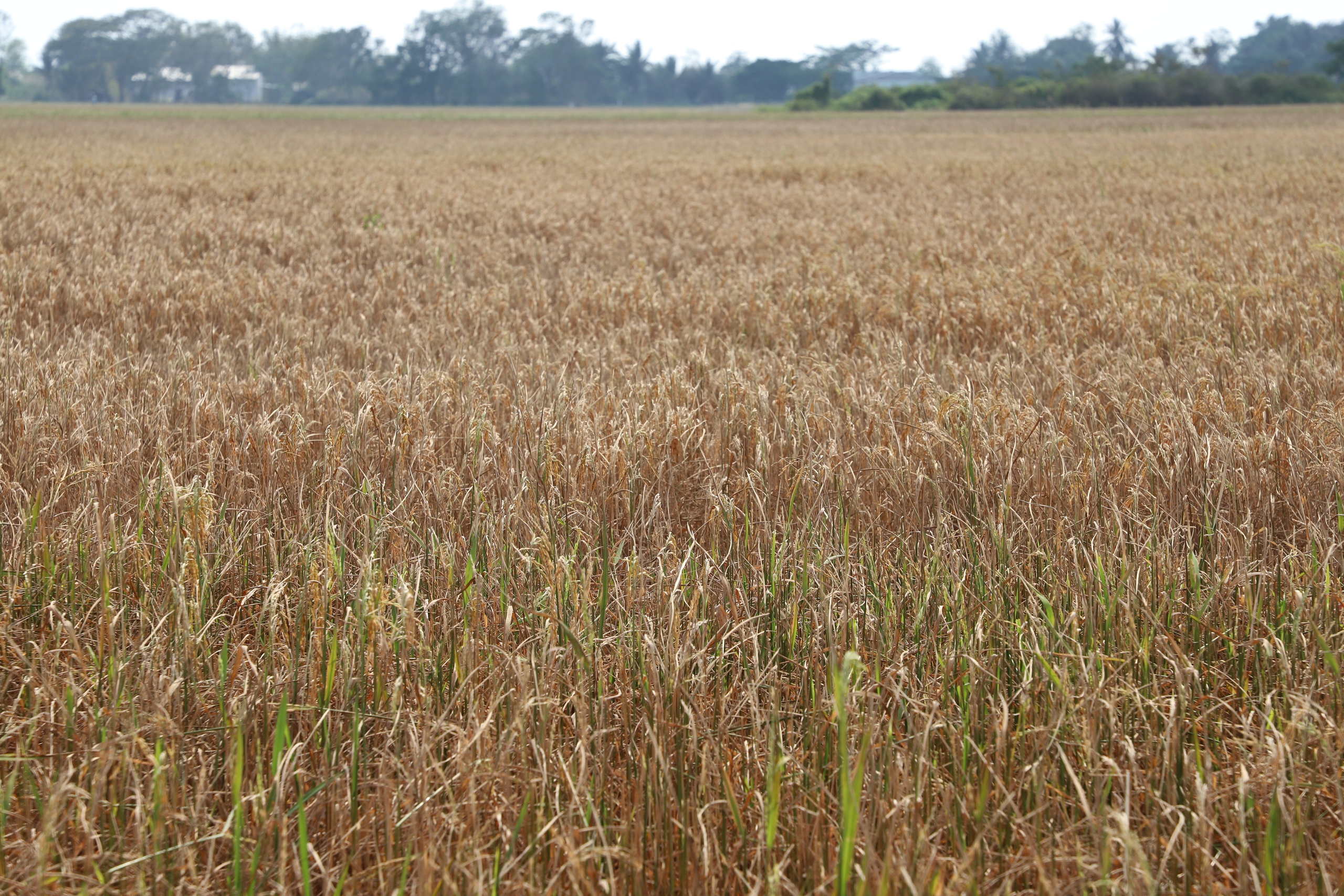 “Xé rào” xuống giống vụ đông xuân muộn, nông dân một huyện ở Sóc Trăng thiệt hại 1.000ha lúa- Ảnh 2.