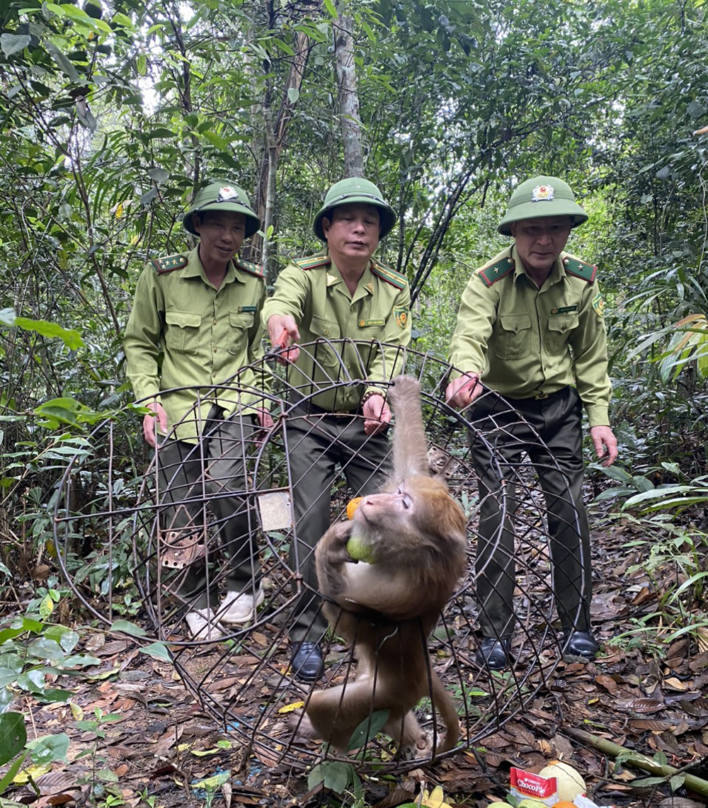 Một con động vật hoang dã đi lạc, phá đồ đạc, lực lượng chức năng Bắc Giang tiếp nhận thả vô rừng- Ảnh 1.