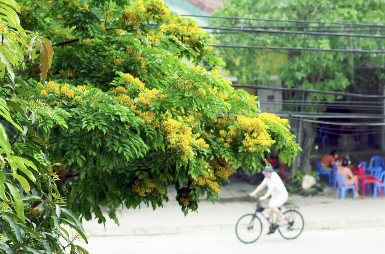 Mỗi độ tháng 4 về, nhiều con đường ở TP Hà Tĩnh lại được "nhuộm" vàng rực bởi loài hoa có cái tên mỹ miều- Ảnh 8.