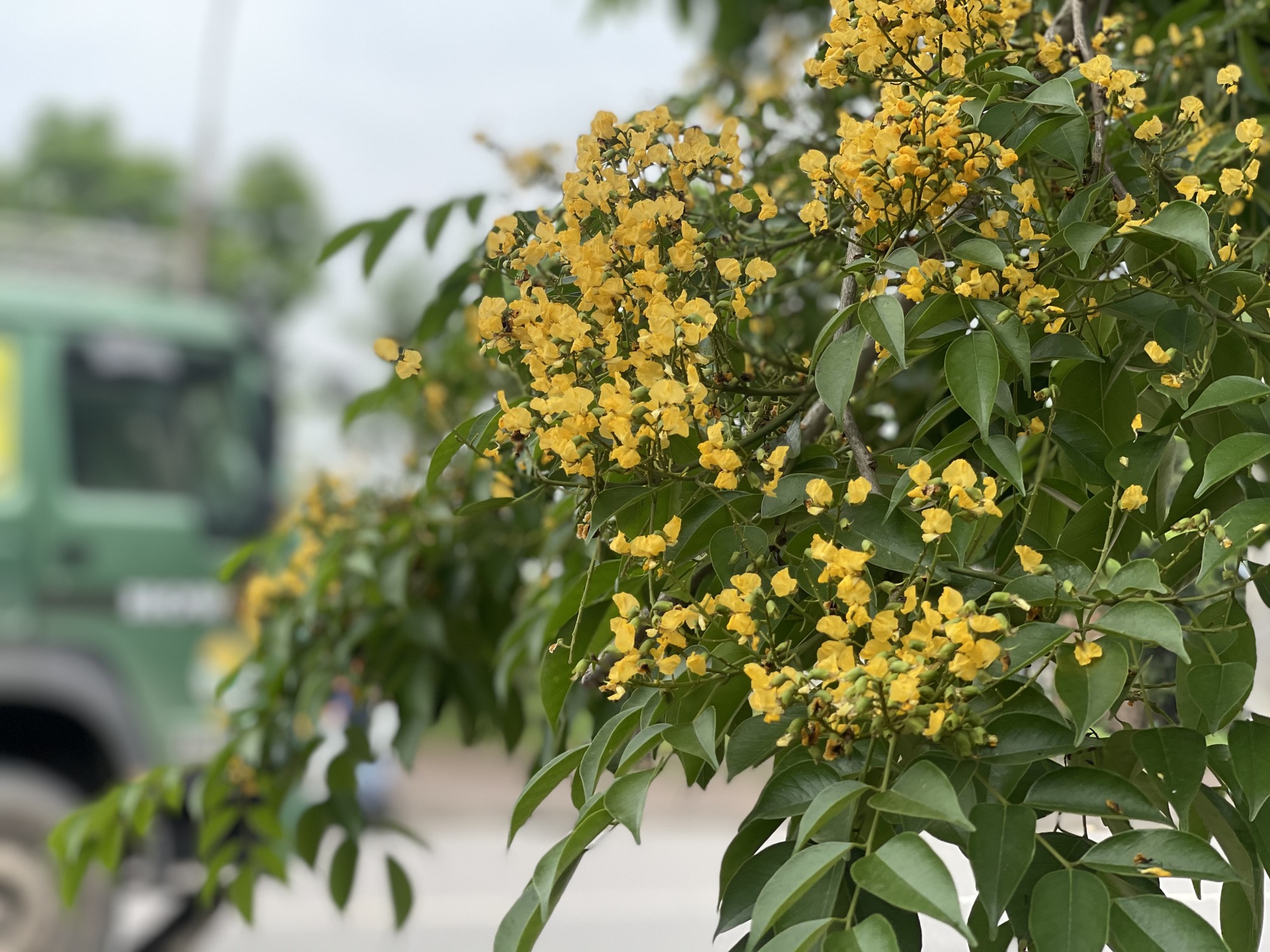 Mỗi độ tháng 4 về, nhiều con đường ở TP Hà Tĩnh lại được "nhuộm" vàng rực bởi loài hoa có cái tên mỹ miều- Ảnh 6.