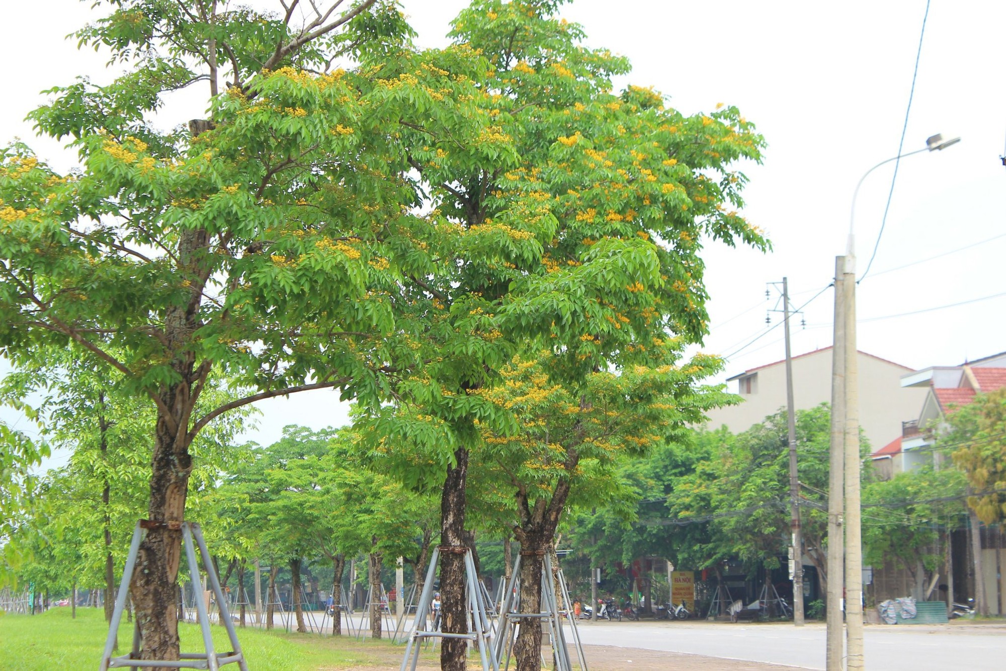 Mỗi độ tháng 4 về, nhiều con đường ở TP Hà Tĩnh lại được "nhuộm" vàng rực bởi loài hoa có cái tên mỹ miều- Ảnh 7.