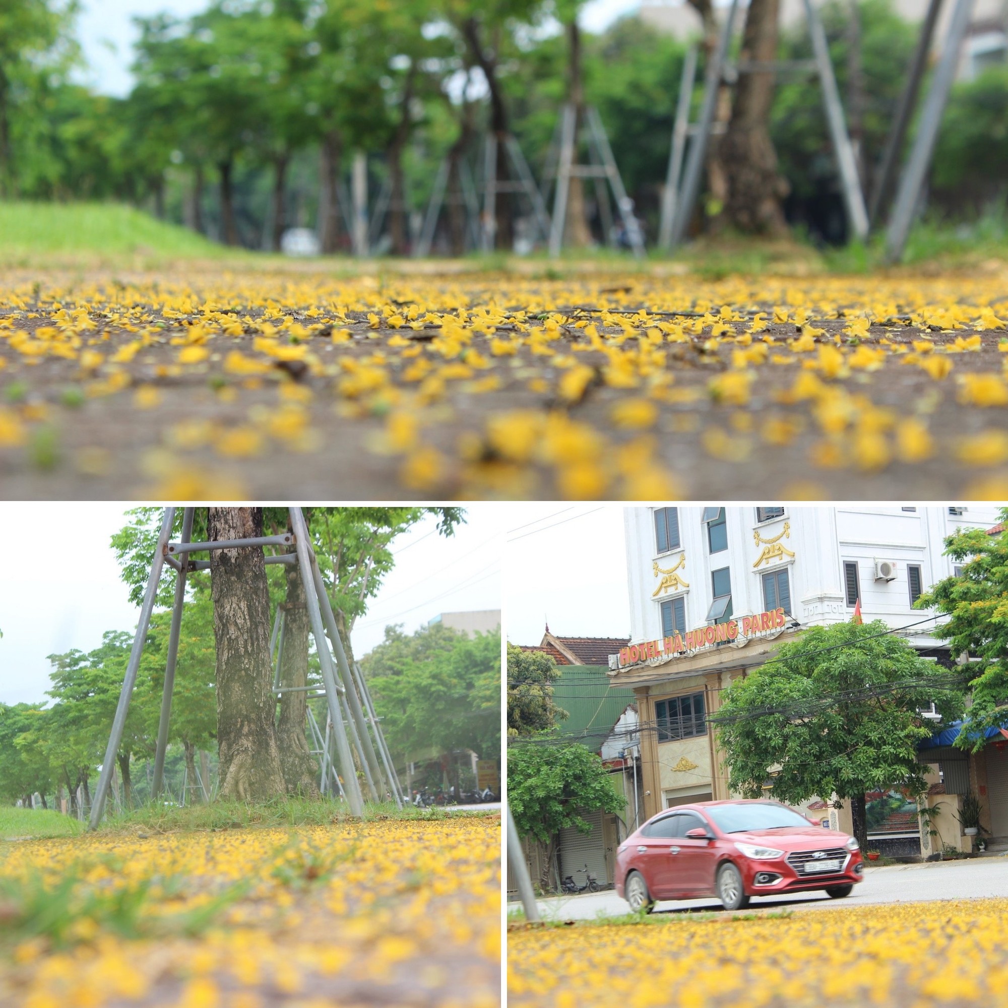 Mỗi độ tháng 4 về, nhiều con đường ở TP Hà Tĩnh lại được "nhuộm" vàng rực bởi loài hoa có cái tên mỹ miều- Ảnh 9.