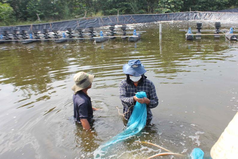 Hai huyện nào của Đồng Nai đang phải chống hạn mặn, nuôi thủy sản ở đây có ảnh hưởng?- Ảnh 1.