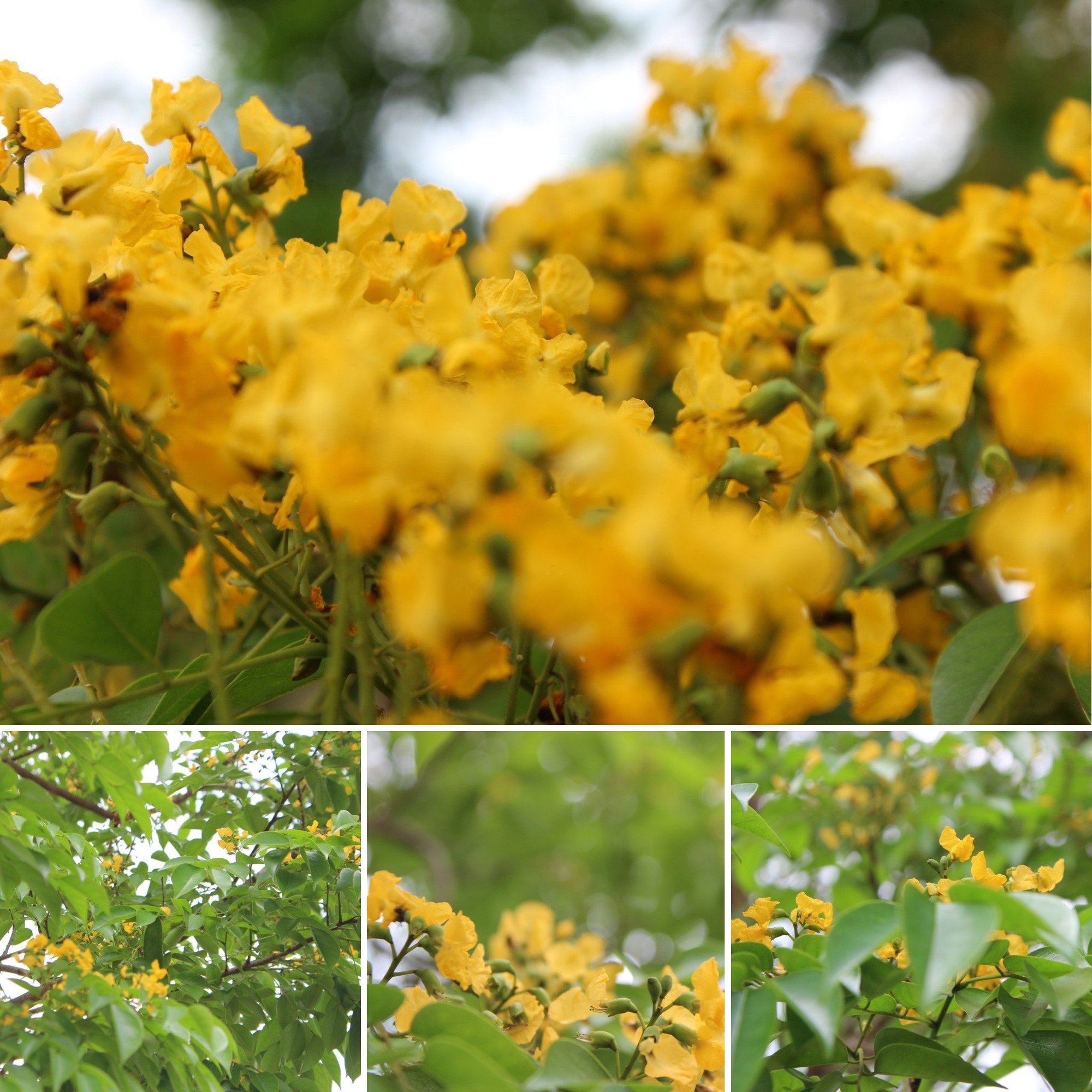 Mỗi độ tháng 4 về, nhiều con đường ở TP Hà Tĩnh lại được "nhuộm" vàng rực bởi loài hoa có cái tên mỹ miều- Ảnh 3.