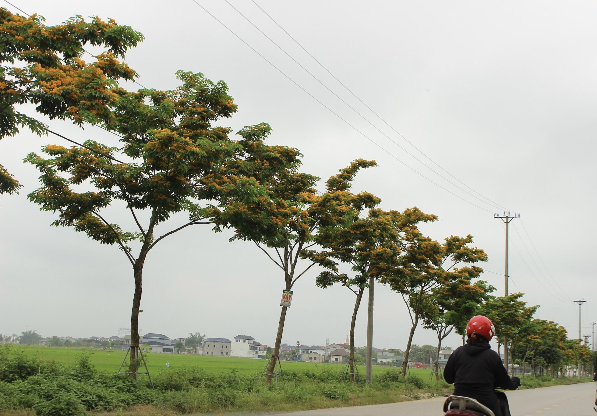 Mỗi độ tháng 4 về, nhiều con đường ở TP Hà Tĩnh lại được "nhuộm" vàng rực bởi loài hoa có cái tên mỹ miều- Ảnh 1.