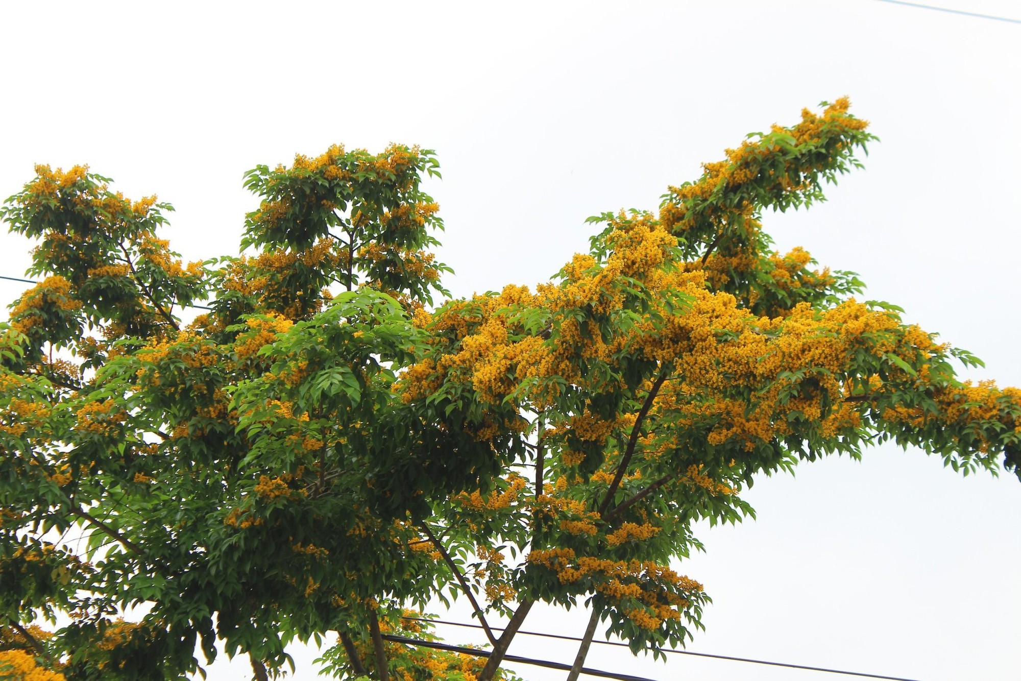 Mỗi độ tháng 4 về, nhiều con đường ở TP Hà Tĩnh lại được "nhuộm" vàng rực bởi loài hoa có cái tên mỹ miều- Ảnh 5.