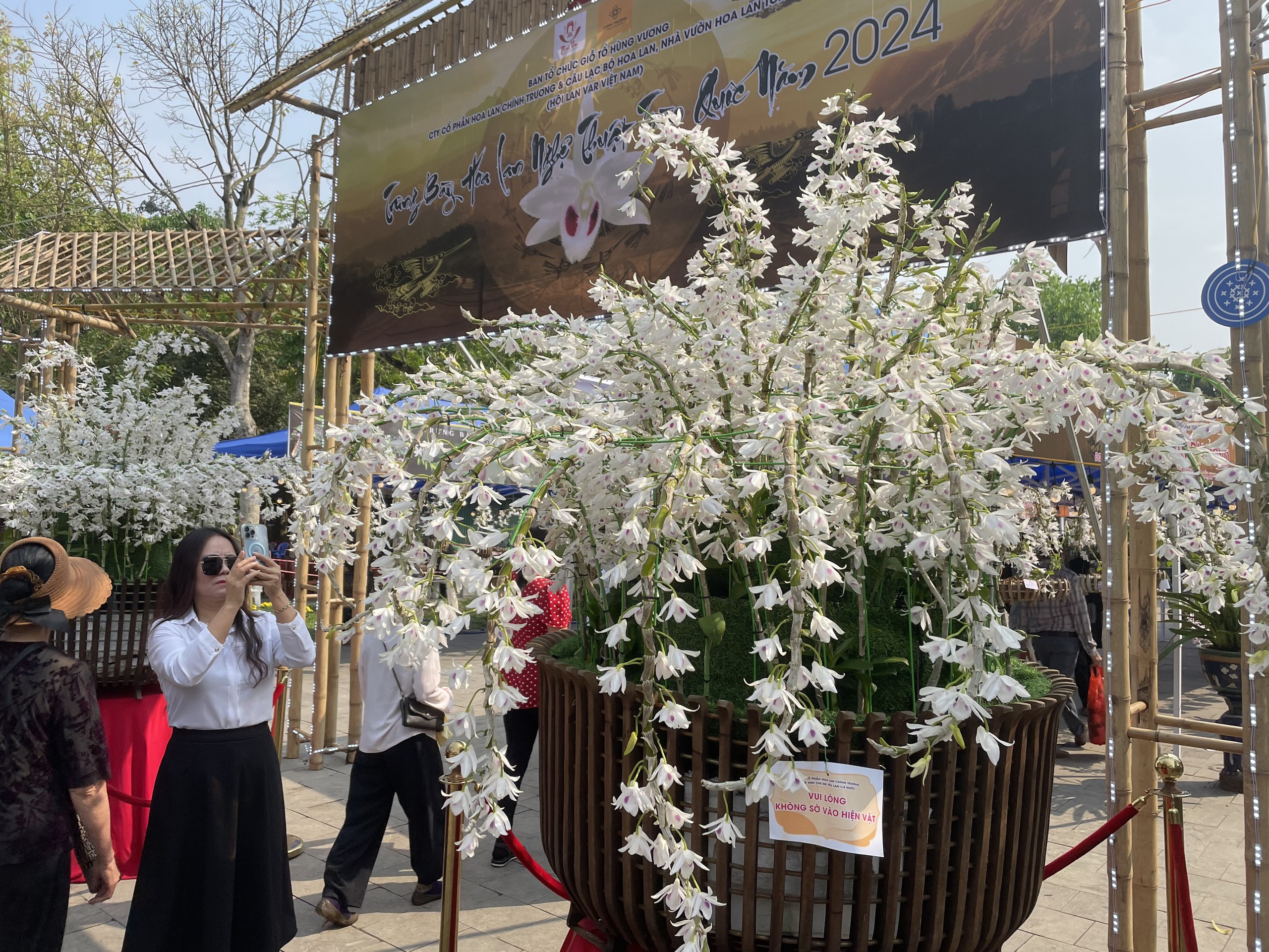 Chậu hoa lan 5 cánh trắng "khủng" nhất Việt Nam hút khách ở Đền Hùng, có gì mà ai cũng phải xếp hàng chiêm ngưỡng?- Ảnh 1.