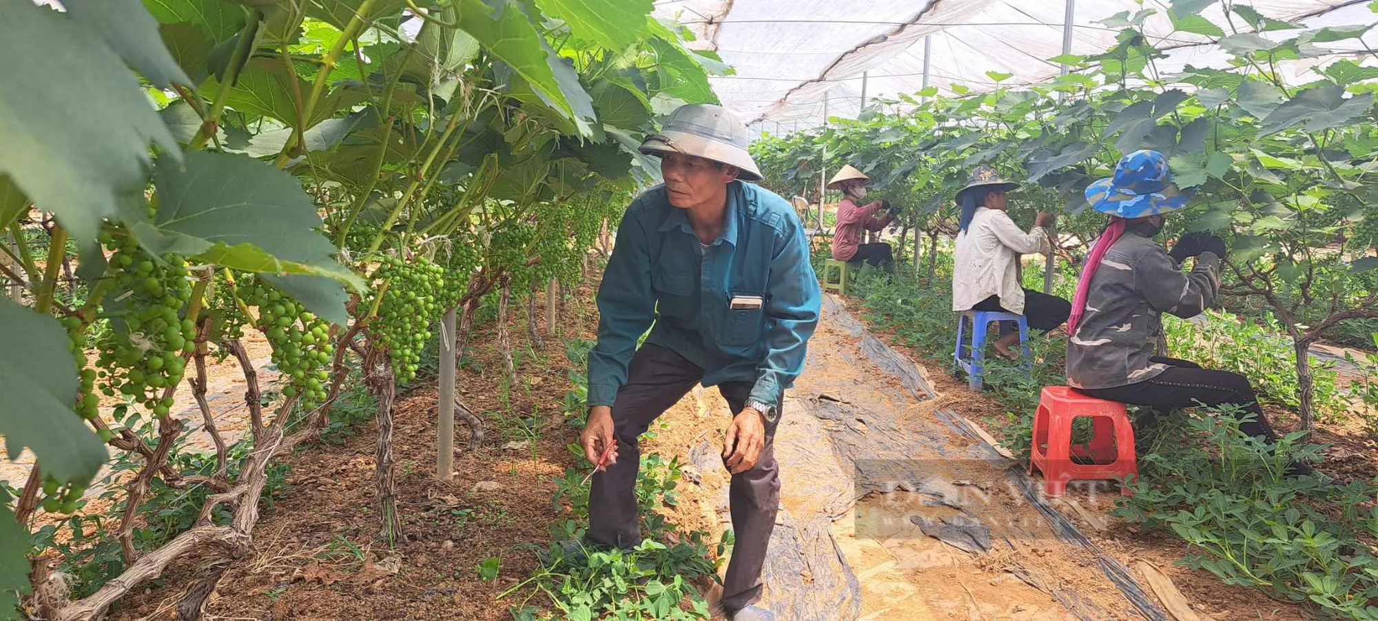 Trồng nho ở Sơn La kiểu gì mà vô vườn nhìn đâu cũng thấy trái, hái 150ha, nông dân "bỏ túi" bộn tiền- Ảnh 1.